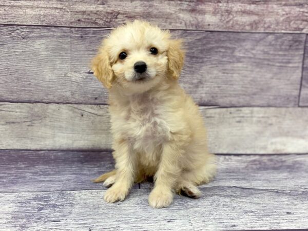 Bichonpoo DOG Female Apricot 14457 Petland Chillicothe, Ohio