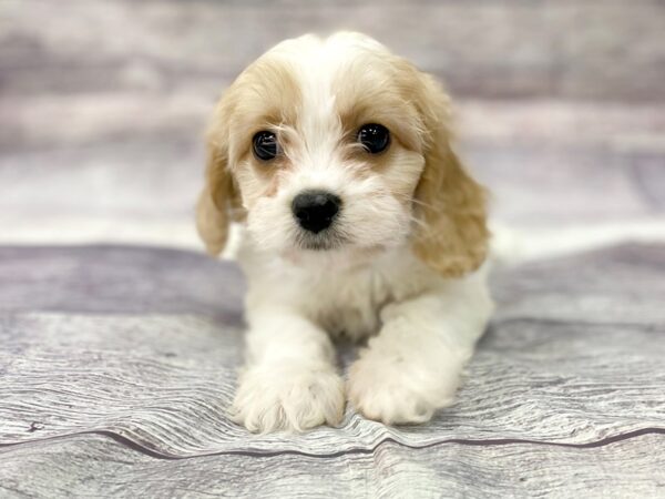 Cavachon-DOG-Female-BLENHEIM-14449-Petland Chillicothe, Ohio