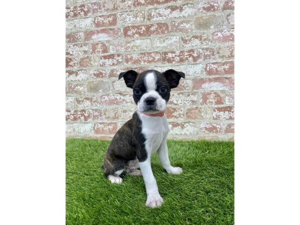 Boston Terrier DOG Male Brindle / White 14464 Petland Chillicothe, Ohio