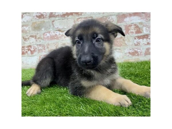 German Shepherd Dog DOG Female Black / Tan 14466 Petland Chillicothe, Ohio