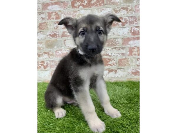 German Shepherd Dog DOG Male Black / Tan 14467 Petland Chillicothe, Ohio