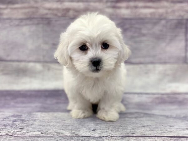 Teddy Bear DOG Female White/Cream 14469 Petland Chillicothe, Ohio