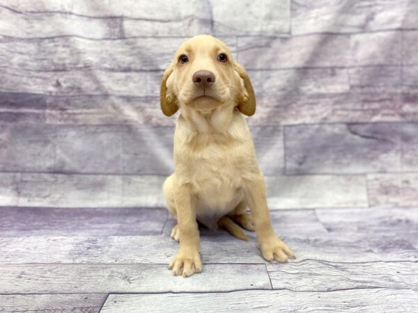 Labrador Retriever DOG Male Yellow 14465 Petland Chillicothe, Ohio