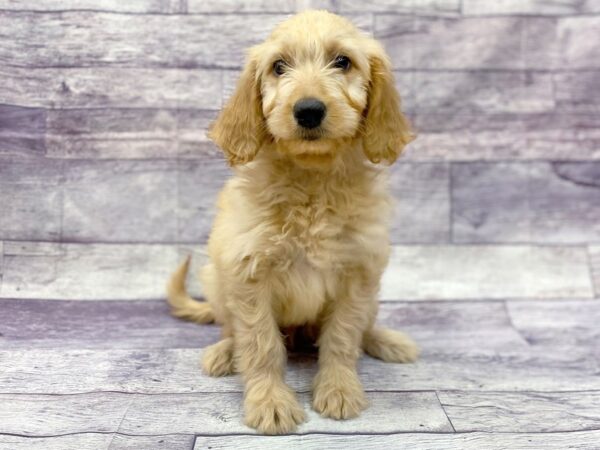 Goldendoodle 2nd Gen DOG Female Golden 14463 Petland Chillicothe, Ohio