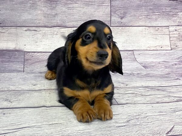Dachshund DOG Female Black / Tan 14460 Petland Chillicothe, Ohio