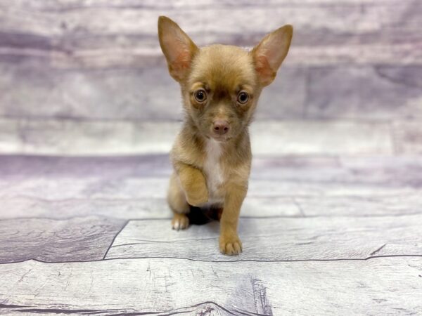 Chihuahua DOG Male Chocolate Sabled Fawn 14459 Petland Chillicothe, Ohio