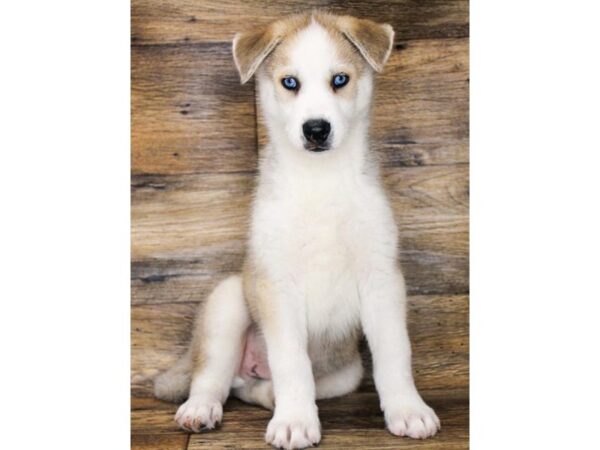 Siberian Husky DOG Male Agouti / White 14471 Petland Chillicothe, Ohio