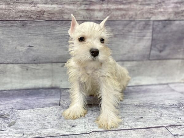 Miniature Schnauzer DOG Male Liver Pepper 14475 Petland Chillicothe, Ohio