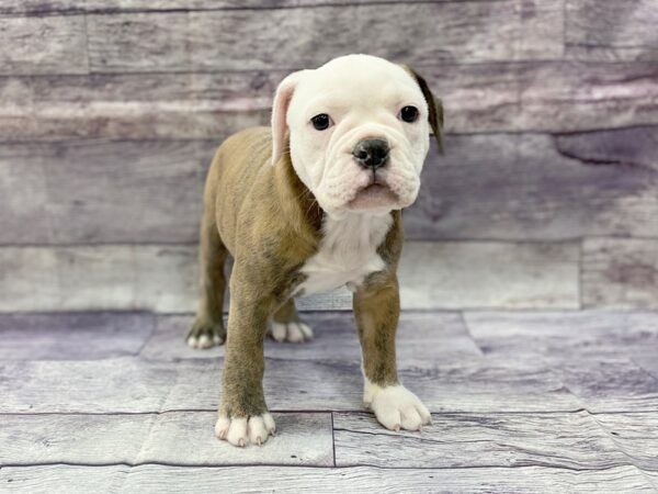 Old English Bulldog-DOG-Female-LILAC WHITE-14479-Petland Chillicothe, Ohio