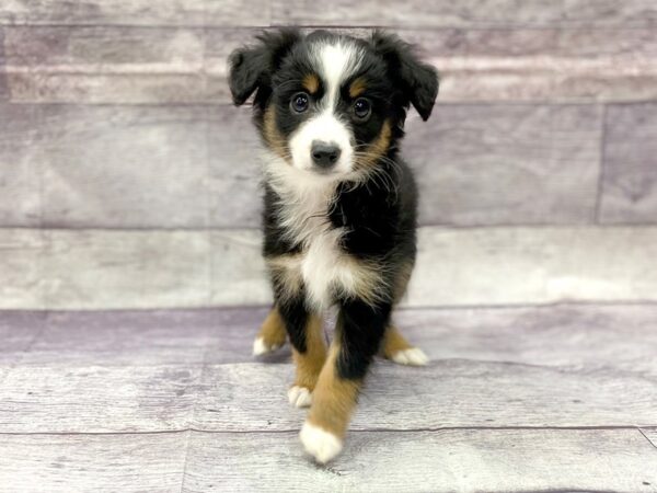 Miniature Australian Shepherd DOG Male Blk Tri 14481 Petland Chillicothe, Ohio