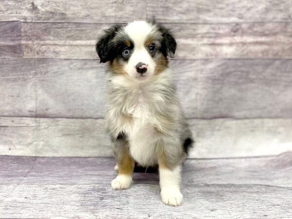Miniature Australian Shepherd DOG Male Blue Mere 14482 Petland Chillicothe, Ohio