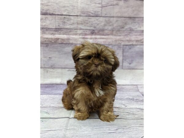 Shih Tzu-DOG-Male-Liver-14476-Petland Chillicothe, Ohio
