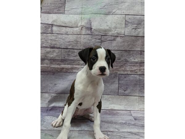 Boxer-DOG-Female-Brindle / White-14473-Petland Chillicothe, Ohio