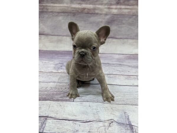 French Bulldog-DOG-Male-Blue Brindle-14470-Petland Chillicothe, Ohio