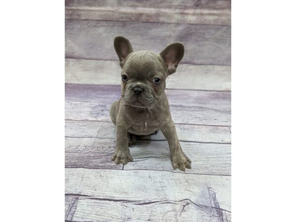 French Bulldog DOG Male Blue Brindle 14470 Petland Chillicothe, Ohio