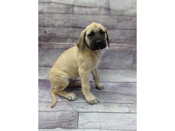 Mastiff DOG Male Fawn 14474 Petland Chillicothe, Ohio