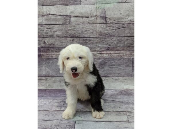 Old English Sheepdog DOG Male Black White 14477 Petland Chillicothe, Ohio