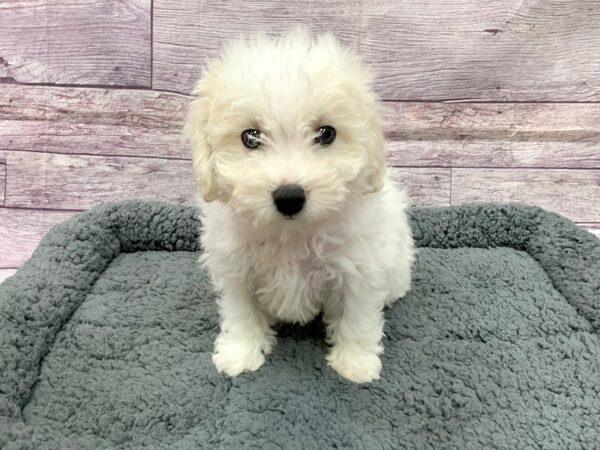 Bichon Frise DOG Male White 14483 Petland Chillicothe, Ohio