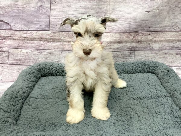 Miniature Schnauzer DOG Female Chocolate Merle 14484 Petland Chillicothe, Ohio