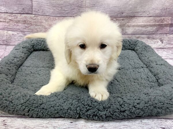 Golden Retriever DOG Male Golden 14486 Petland Chillicothe, Ohio
