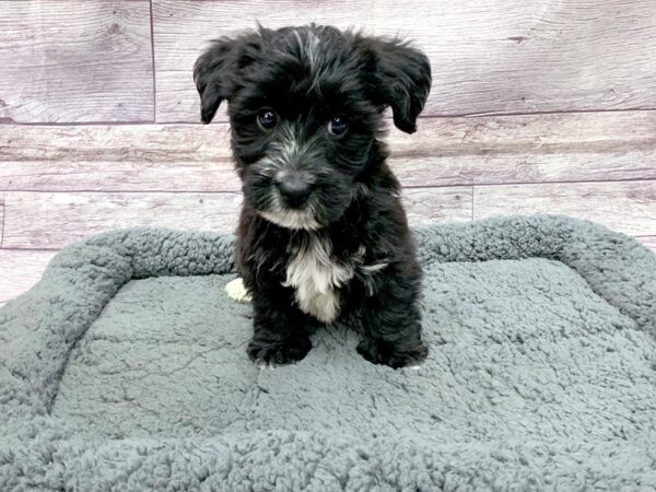 Yochon DOG Male Black 14487 Petland Chillicothe, Ohio