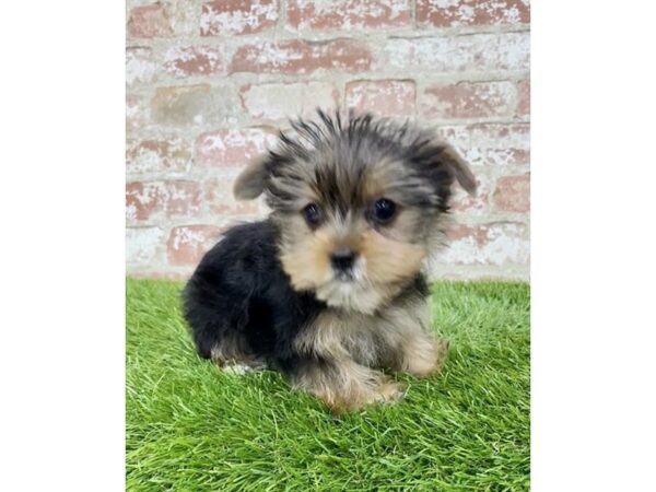 Yorkshire Terrier DOG Female Black / Tan 14497 Petland Chillicothe, Ohio