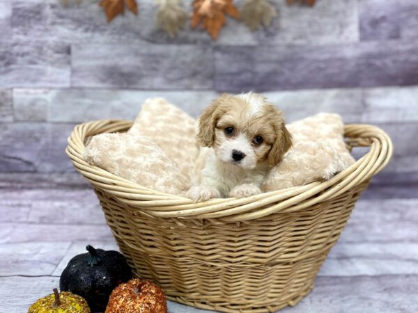 Cava Chon-DOG-Female-BLENHEIM-14501-Petland Chillicothe, Ohio