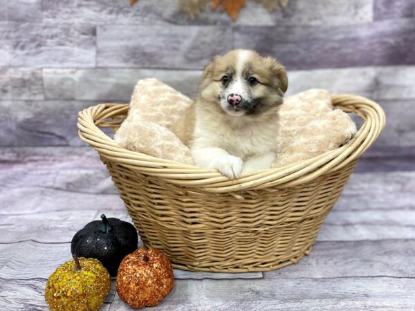 Aussie Mo DOG Male Sable & White 14500 Petland Chillicothe, Ohio