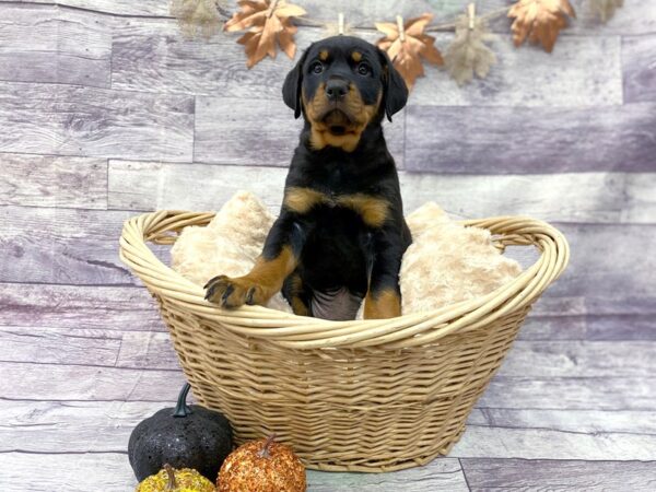 Rottweiler DOG Male Blk and Tn 14499 Petland Chillicothe, Ohio