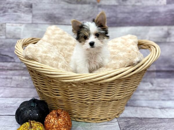 Yorkshire Terrier DOG Male Parti 14498 Petland Chillicothe, Ohio