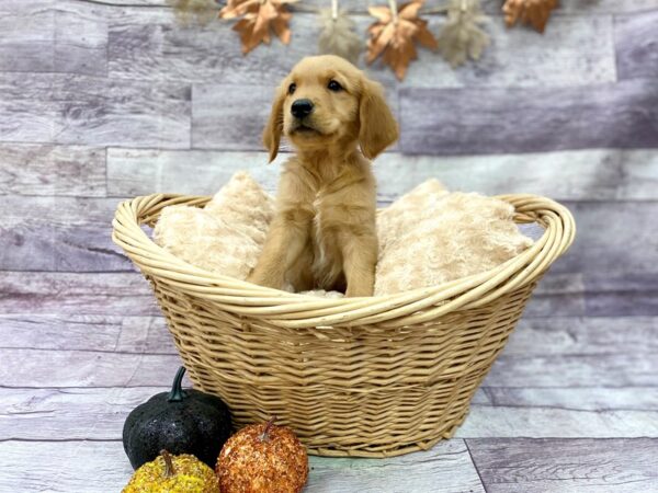 Golden Retriever DOG Male Golden 14496 Petland Chillicothe, Ohio