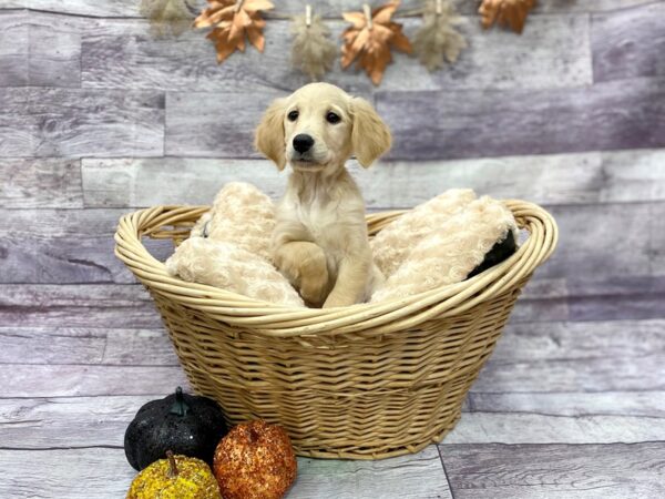 Golden Retriever DOG Female Golden 14495 Petland Chillicothe, Ohio