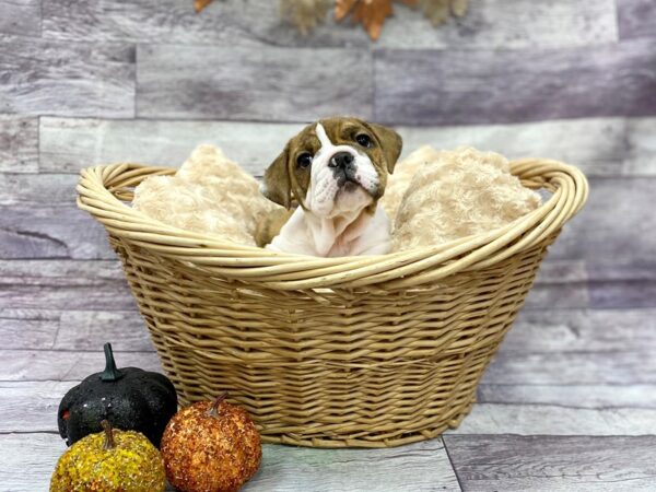English Bulldog-DOG-Female-Brindle-14494-Petland Chillicothe, Ohio