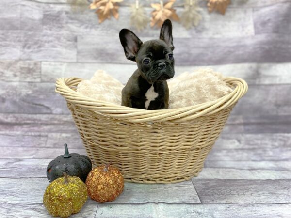 French Bulldog DOG Male Brindle 14492 Petland Chillicothe, Ohio