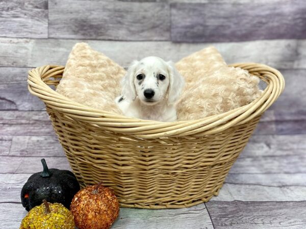 Dachshund DOG Male Black 14491 Petland Chillicothe, Ohio