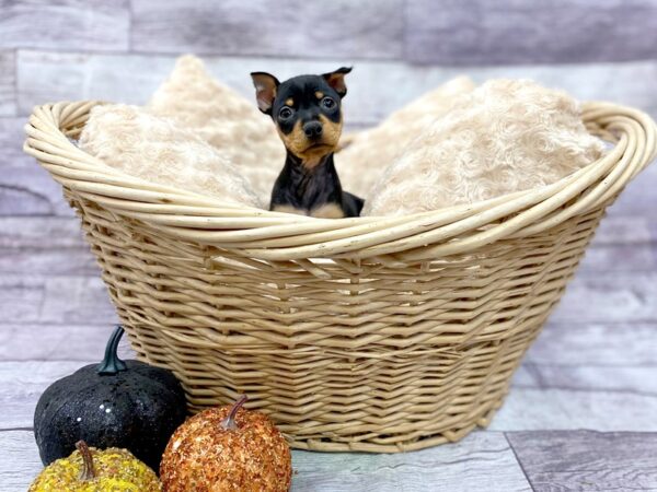 Miniature Pinscher DOG Male Black / Tan 14489 Petland Chillicothe, Ohio