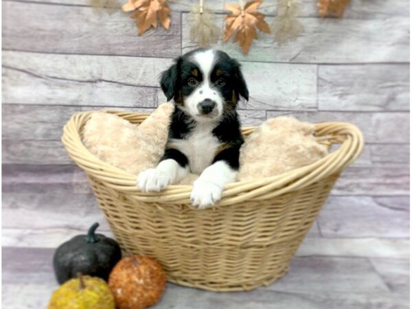 Miniature Australian Shepherd DOG Male Blk Tri 14502 Petland Chillicothe, Ohio