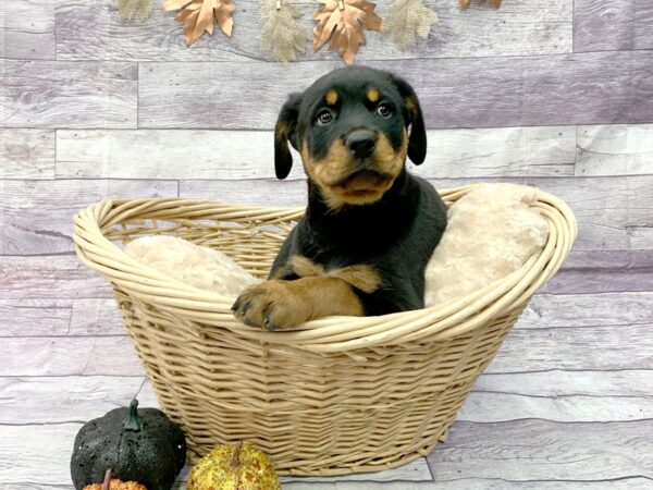 Rottweiler DOG Male Blk & Tn 14511 Petland Chillicothe, Ohio