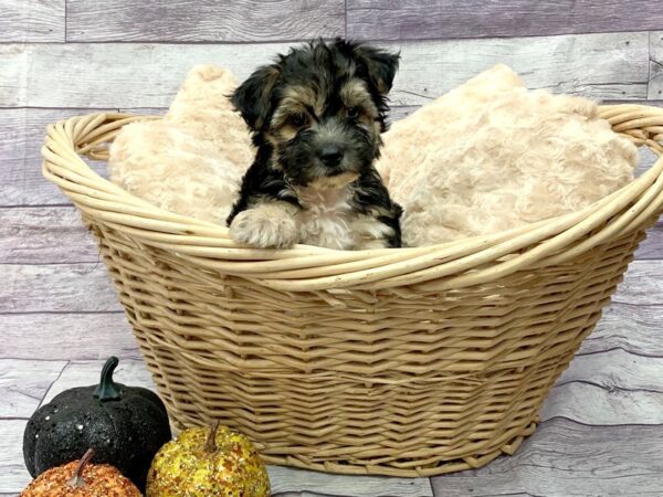 Morkie DOG Male Black / Tan 14510 Petland Chillicothe, Ohio