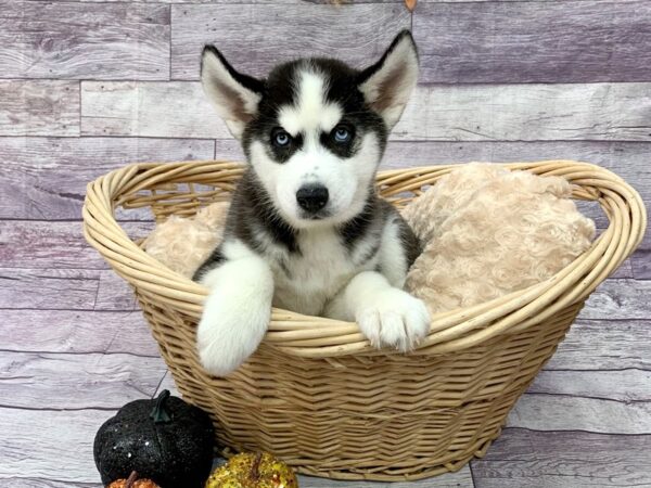 Siberian Husky DOG Male Black / White 14508 Petland Chillicothe, Ohio