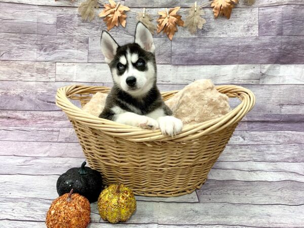 Siberian Husky DOG Female Black / White 14517 Petland Chillicothe, Ohio