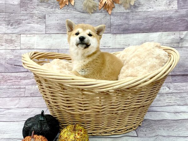 Shiba Inu DOG Male Red 14516 Petland Chillicothe, Ohio