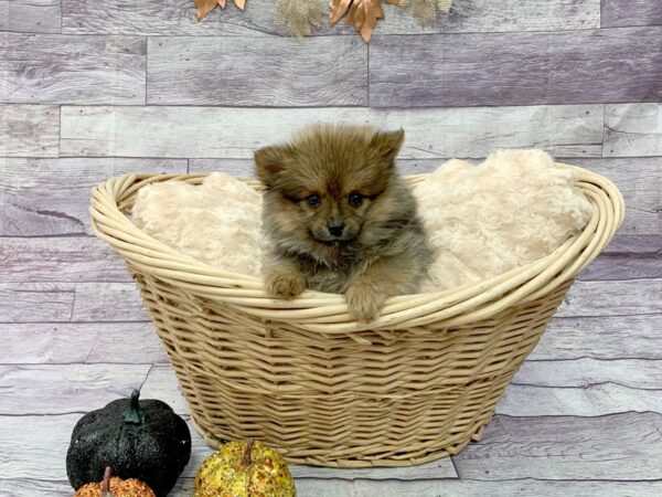 Pomeranian DOG Female Red Sable 14515 Petland Chillicothe, Ohio