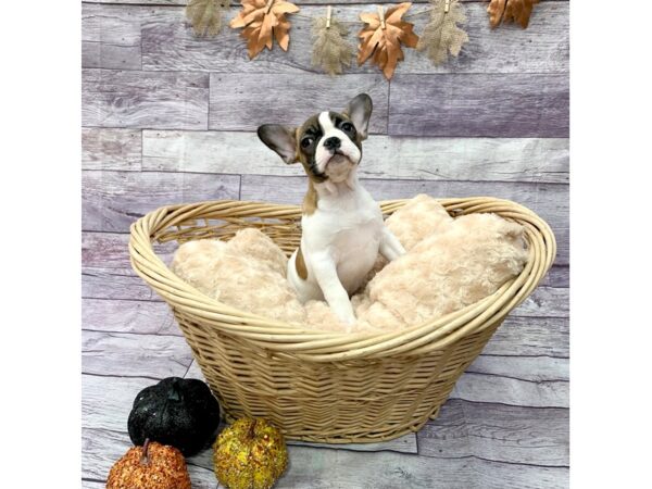 French Bulldog DOG Female Fawn 14514 Petland Chillicothe, Ohio