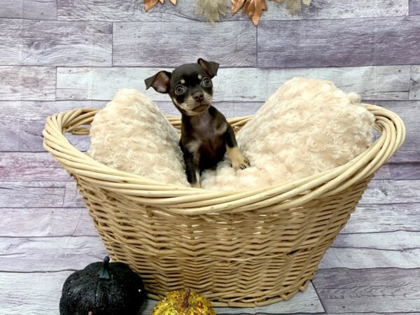 Chihuahua DOG Female Chocolate / Tan 14513 Petland Chillicothe, Ohio