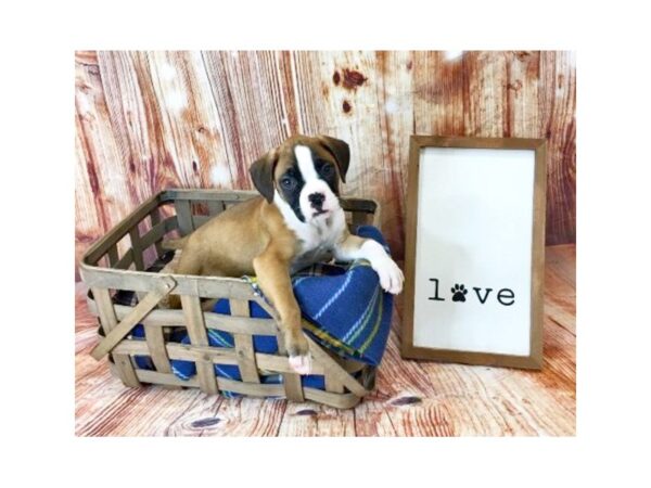 Boxer-DOG-Female-Fawn-14524-Petland Chillicothe, Ohio