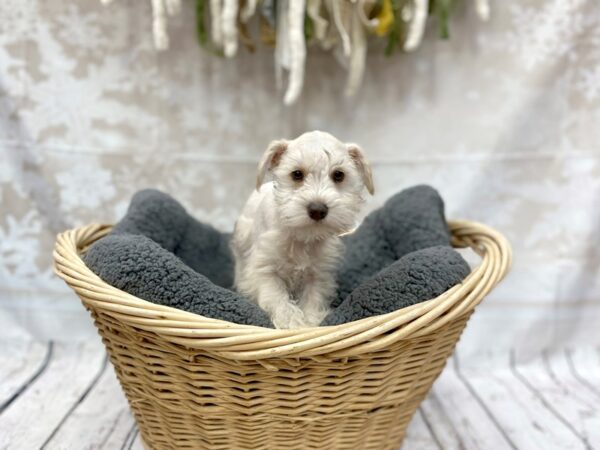 Miniature Schnauzer DOG Male Honey 14523 Petland Chillicothe, Ohio