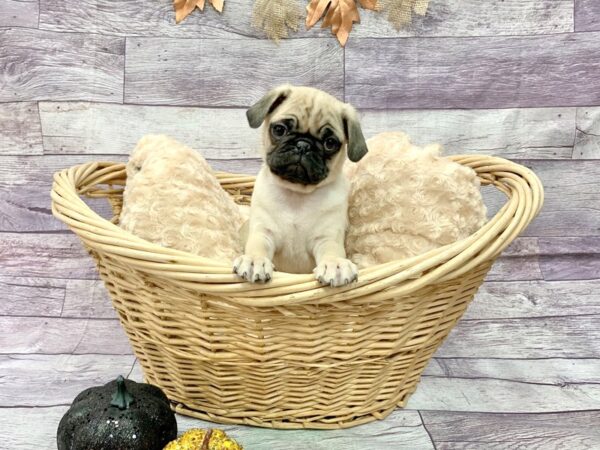 Pug DOG Male FAWN 14521 Petland Chillicothe, Ohio