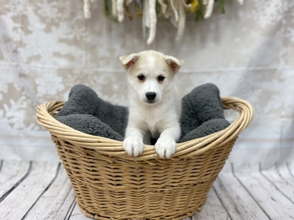 HuskieMo DOG Female SILVER WHITE 14520 Petland Chillicothe, Ohio