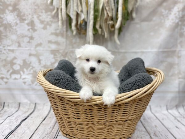 American Eskimo DOG Male WHITE 14519 Petland Chillicothe, Ohio